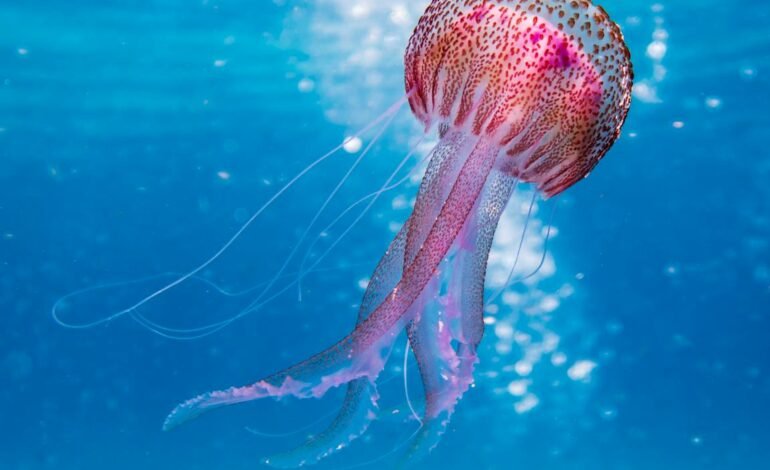 shallow focus photo of pink and brown jellyfish